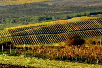 Matra wine region