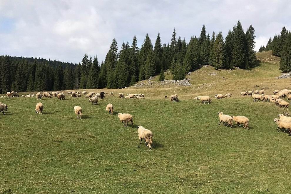 Bihar-hegység padis